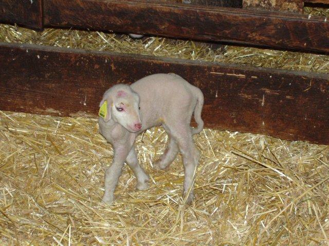 agneau 2006 0009